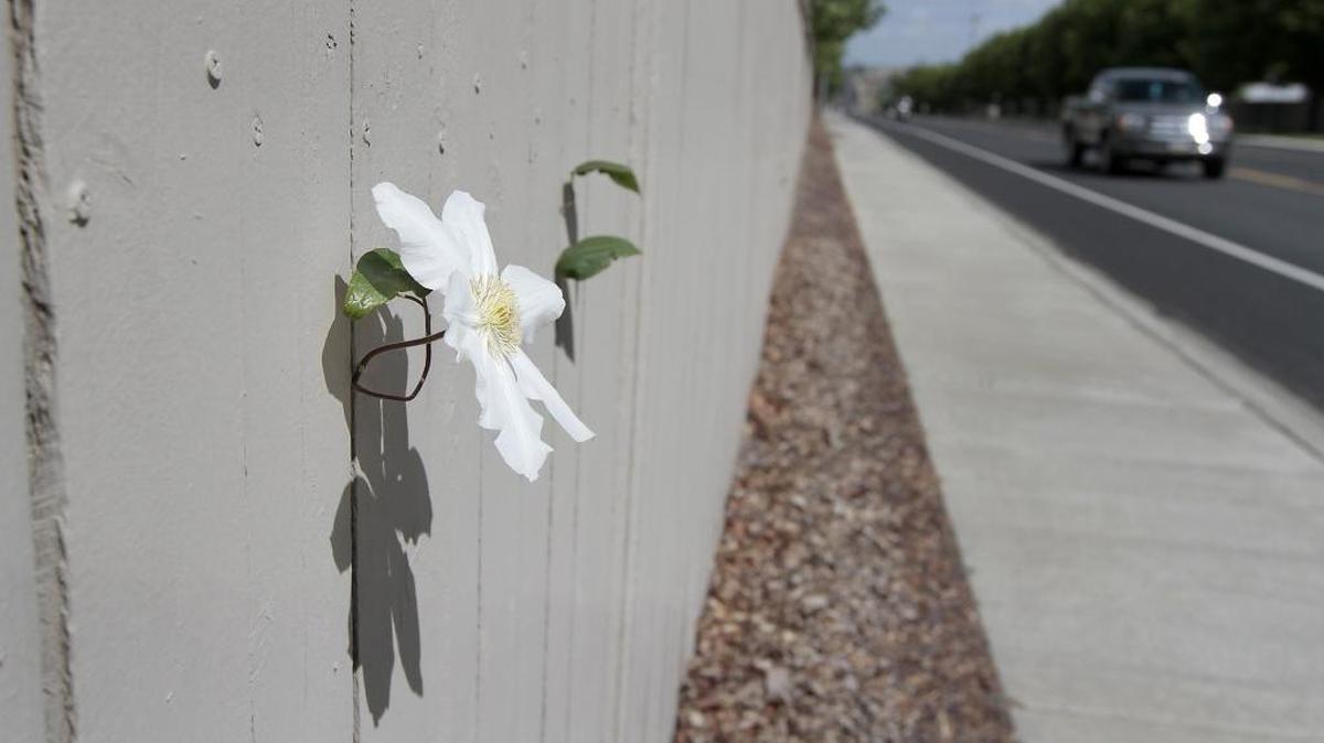The flower of a clematis, a perennial vine, pokes through the space between boards of a wooden fence Monday from a backyard planting on South Ely Street near West 33rd Avenue in Kennewick. Motorists and walkers in the area have to look carefully to spot the determined white flower against the painted fence.