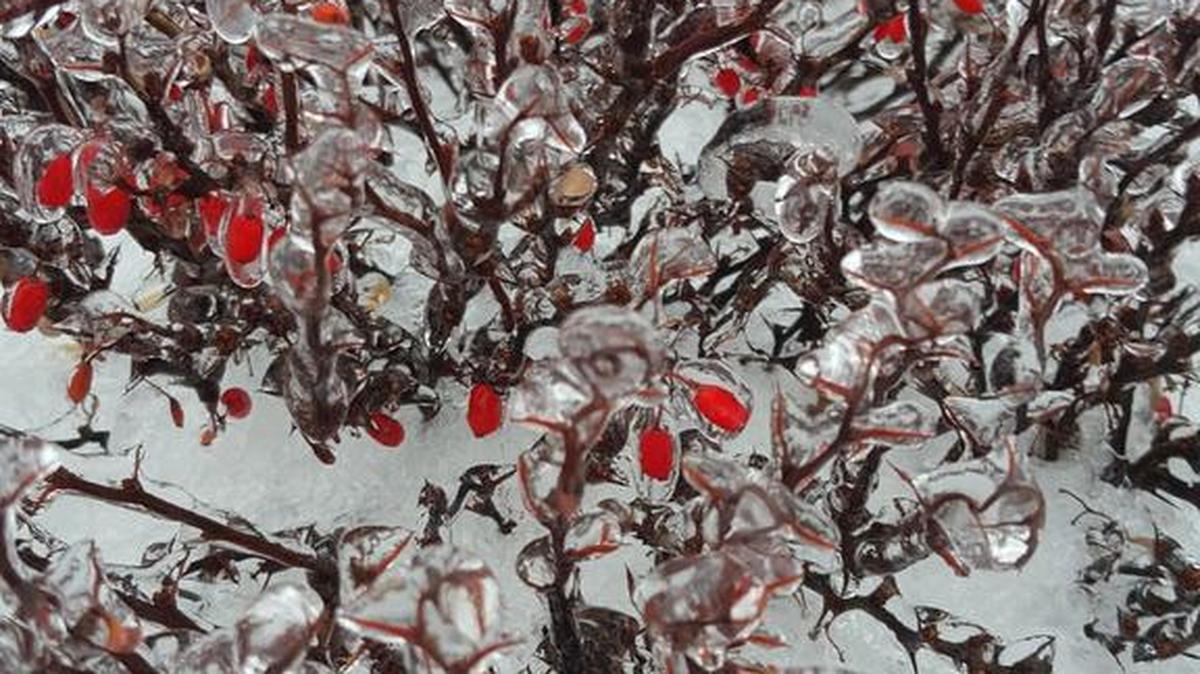 Tif Caballero of Kennewick took this icy photo of berries Dec. 30 at the Carousel of Dreams in Kennewick.