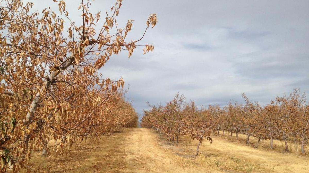 
Unwatered apple trees near Prosser stand dry and brittle.
