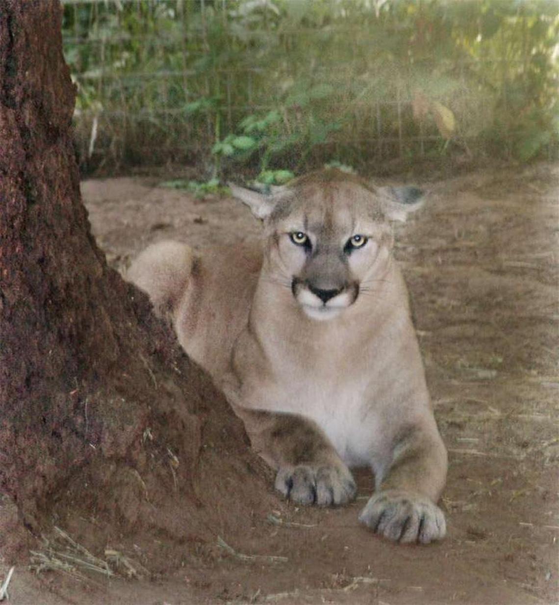 This cougar that was discovered in 2005 hiding at a Kennewick auto repair shop was taken to the WildCat Haven sanctuary in Portland.