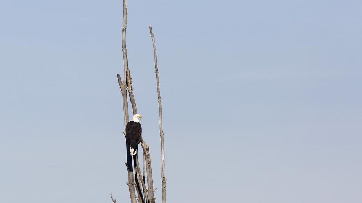 A mature bald eagle sits in a barren tree Monday morning overlooking the Snake River upstream of Ice Harbor Dam in Walla Walla County. Several of the symbolic birds could be spotted in the area along the river.