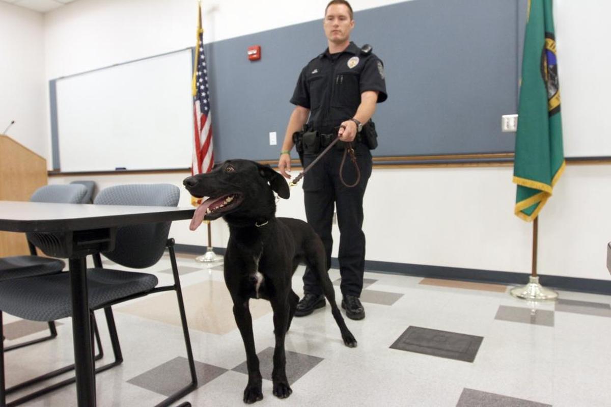 Kennewick police K-9 Officer Isaac Merkl introduces Bear, a K-9 police dog trained to detect narcotics, in 2013. Merkl and Bear still work with the Metro Drug Task Force and the Violent Crimes Task Force.