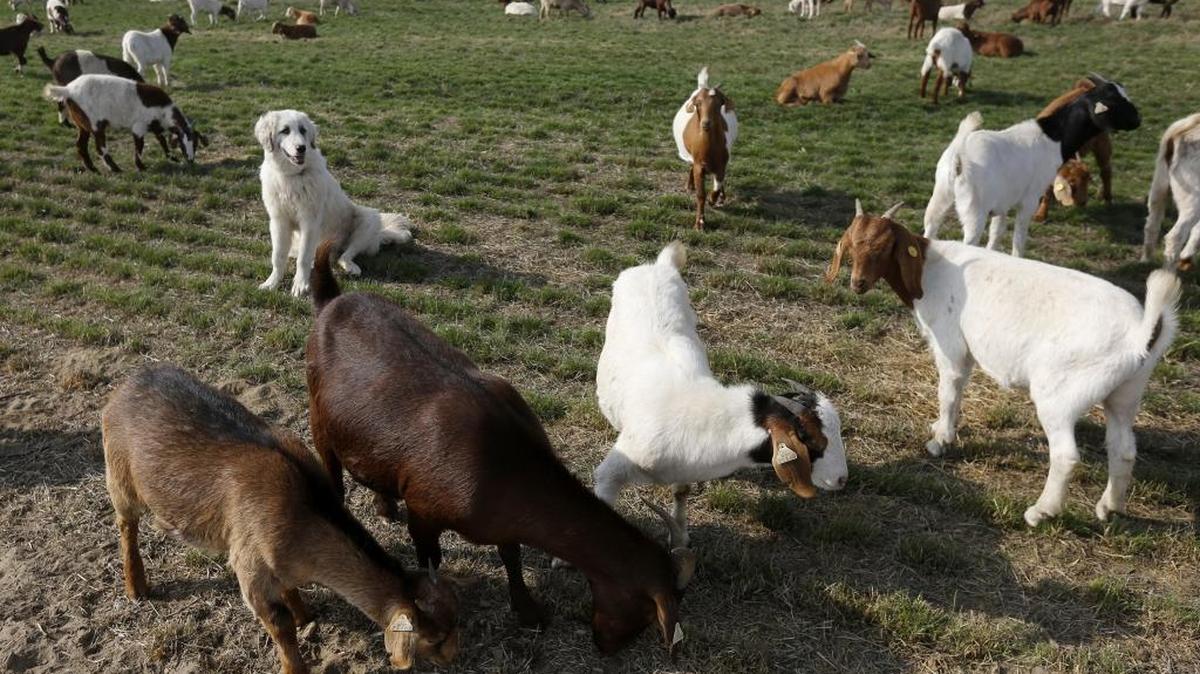 
A herding dog watches as a few thousand goats graze on grass seed acreage belonging to Garden Gate Nursery near the intersection of North Glade Road and West Sagemoor Road in Pasco. The goats are grazing on fall grass and cleaning up weeds as an alternative to mowing before next year’s harvest.

