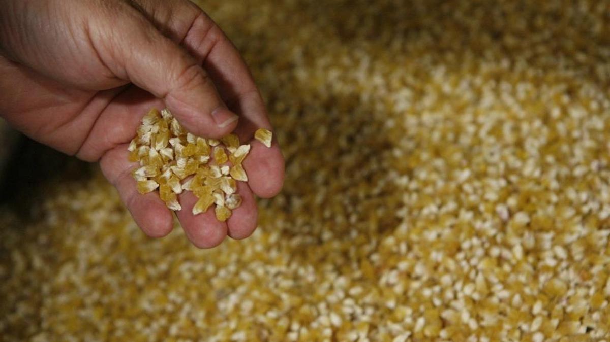 Corn seed