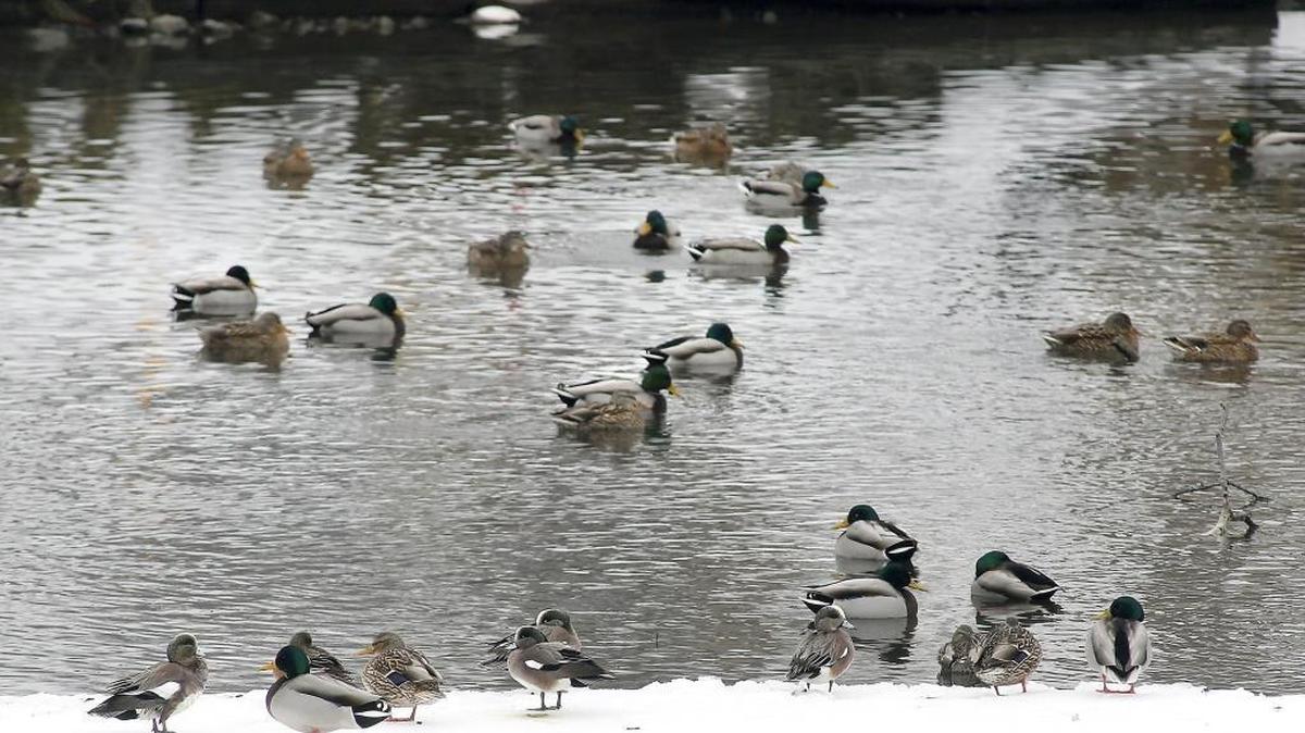 A recent outbreak of avian cholera has killed about 500 birds, many of them Mallard ducks, at the McNary National Wildlife Refuge. This group of ducks has found a small body of open water to congregate at the Tri-City Country Club golf course in Kennewick.