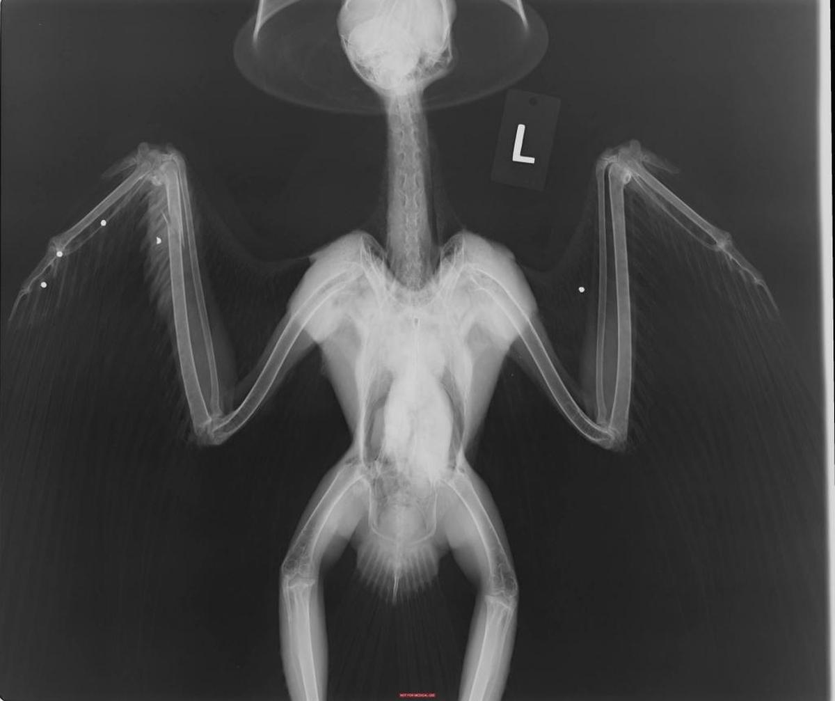 An X-ray of a rough-legged hawk found shot on Finley Road showed five lead pellets. Of most concern is the the second joint from the shoulder on the right wing (near the top of the photo), which appears to be damaged when compared to the left wing.