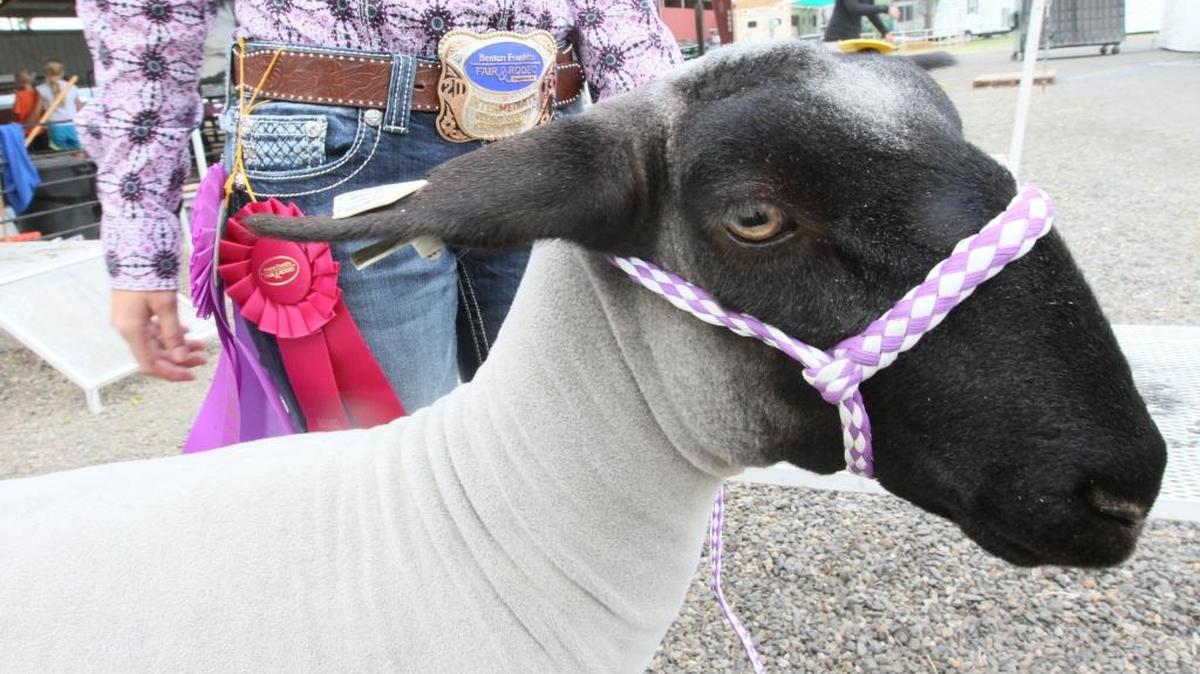 Students took home $773,000 for the livestock they raised and then sold at the Benton Franklin Fair on Friday.