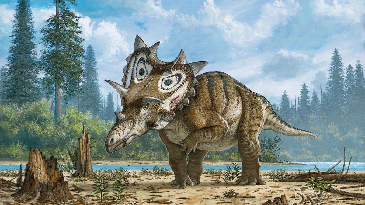 This artist rendering shows a new horned dinosaur Spiclypeus shipporum, nicknamed Judith, holding an injured limb close to the body. Researchers at the Canadian Museum of Nature have validated the bones found near Winifred, Mont., as a new species that lived roughly 76 million years ago.