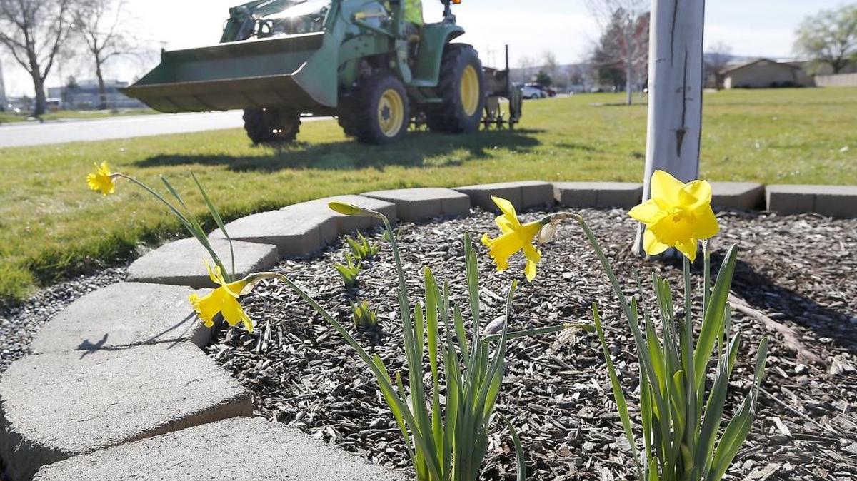 Ramon Lopez, a Kennewick School District employee, steers his tractor around a planter with blossoming daffodils Monday while aerating the practice fields on South Dayton Street across from Kennewick High School.