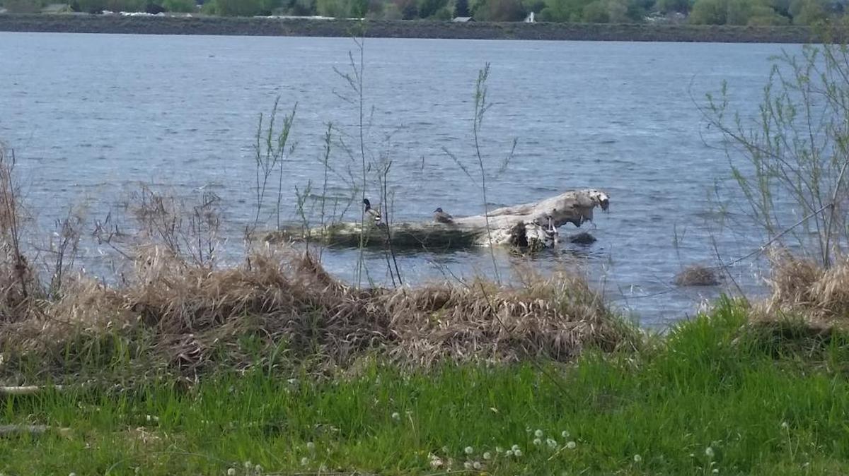A pair of ducks rests on a log off a naturalized stretch of the Columbia River shoreline at the Port of Pasco’s Osprey Point on Thursday afternoon. Levies that block views and access to the Columbia River on the Benton County side of the river are visible in the distance. The port commission has joined a growing chorus calling on Congress to transfer control of the shoreline to local agencies from the Army Corps of Engineers.