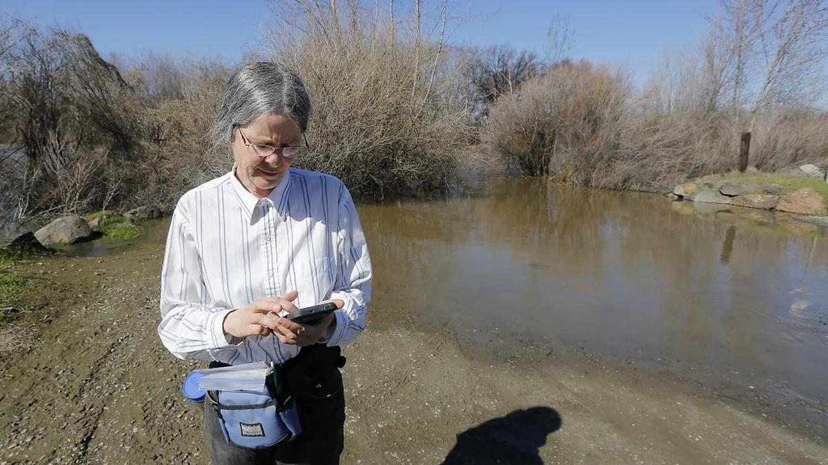 Richland resident Kelly Lessor uses her phone Thursday to check the water flow gauge for the Yakima River next to the flooded boat launch at Hyde Road off Van Giesen Street in Richland. She a nearby pasture that sometimes floods and had already moved her horse to higher ground. The river is expected to crest at 11.84 feet Friday upriver from the Tri-Cities, according to the National Weather Service. Thursday, the river was at 11.17 feet — where people should exercise caution near the high and fast water. Flooding starts at 13 feet.