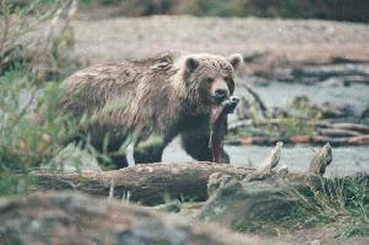 A brown bear grabs a wild sockeye salmon from Kurilskoe Lake in Kamchatka, Russia, one of the last places in the world with pristine salmon habitat like Central Idaho’s.
