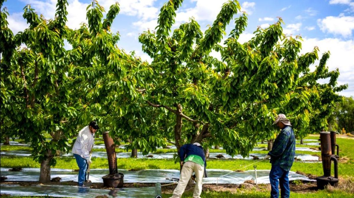Workers lay down foil Saturday underneath Rainier cherry trees in Ken Castle’s orchards in Grandview on May 20. The foil reflects light onto the trees.