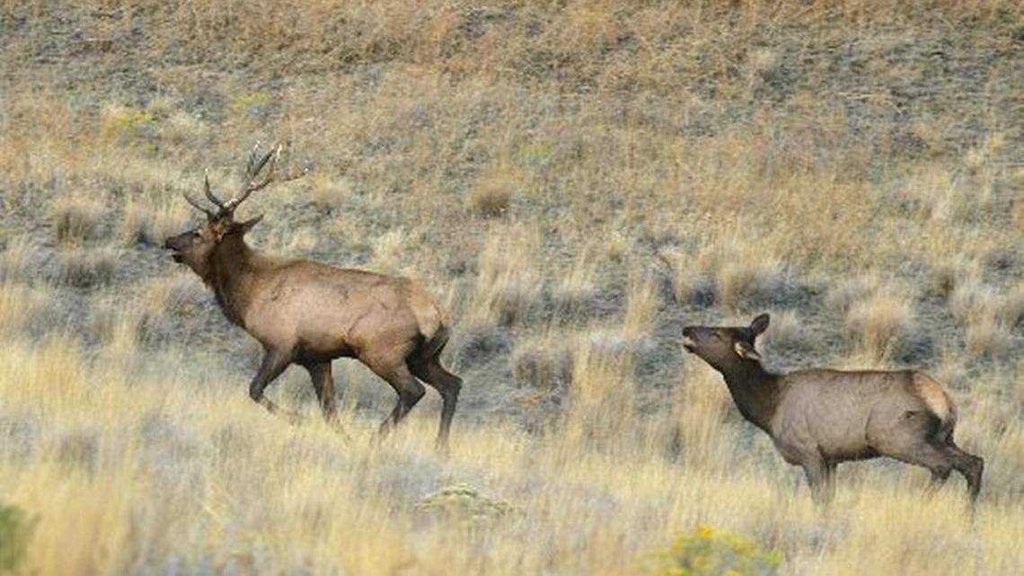 Elk are among the 42 species of mammals living on the Hanford Reach National Monument north of Richland.