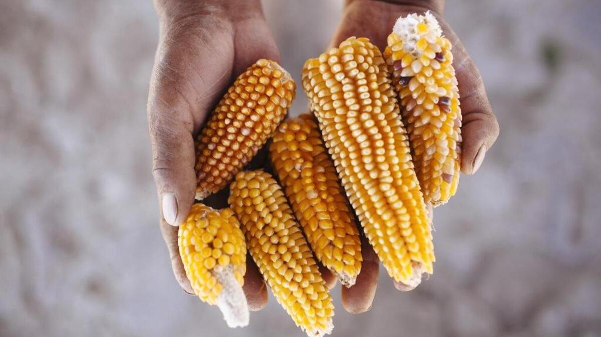Ears of dried corn.