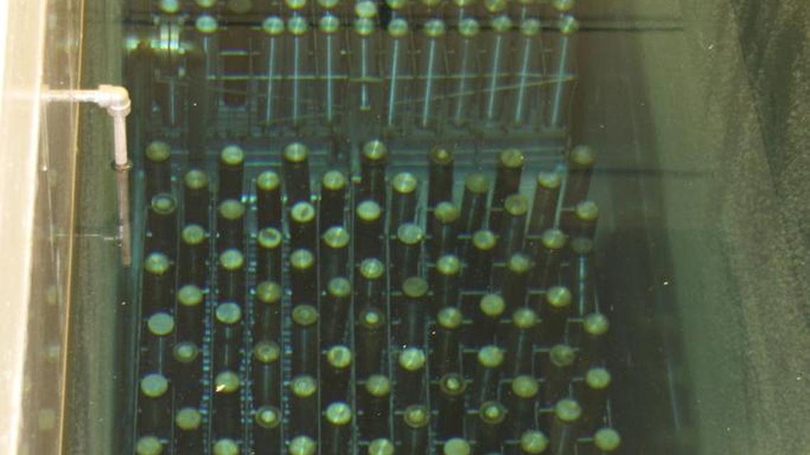 Highly radioactive capsules are stored underwater at the Waste Encapsulation Storage Facility. The capsules contain radioactive isotopes called cesium and strontium that are byproducts of plutonium production. A total of 1,335 cesium capsules and 601 strontium capsules are stored at the facility beneath 13 feet of water. The water shields workers from radiation and keeps the capsules cool.