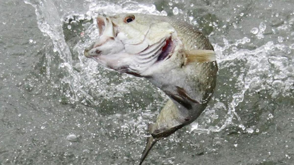A smallmouth bass jumps as it tries to shake the lure. New Washington state fish consumption rules recommend no more than four meals per month of smallmouth bass caught in the Hanford Reach of the Columbia River, among other recommended fish consumption restrictions.