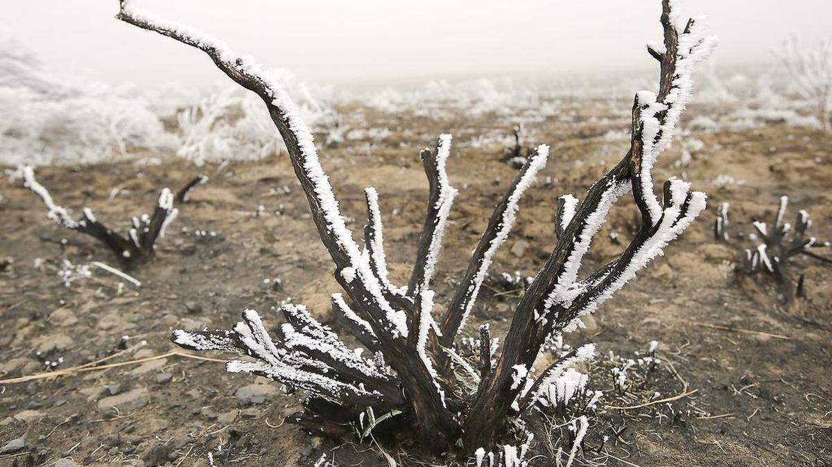 The charred skeleton of a sagebrush is coated on one side by a layer of frozen fog Tuesday just south of Kennewick on Bofer Canyon Road. The dense fog and barren hillside from last summer’s wildfires create a stark landscape. One more foggy morning is forecast before a storm system moves in, according to the National Weather Service.