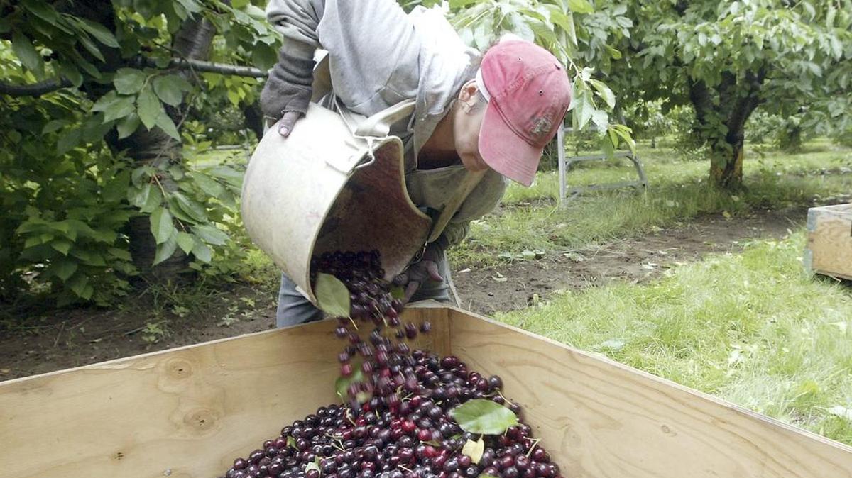 A farmworker harvests cherries in this2018 file photo.