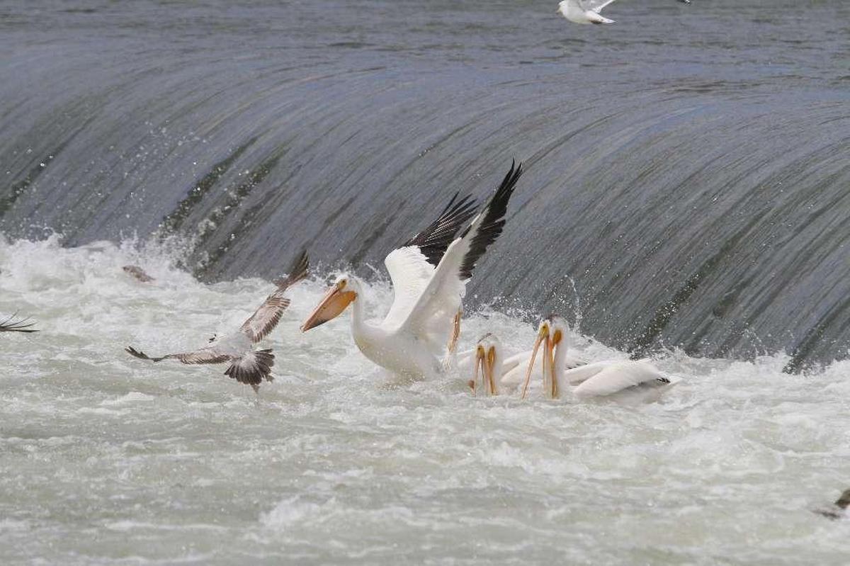 A pelican drives away a gull as the birds looked for lunch at Wanawish Dam on the Yakima River outside Richland in this file photo.