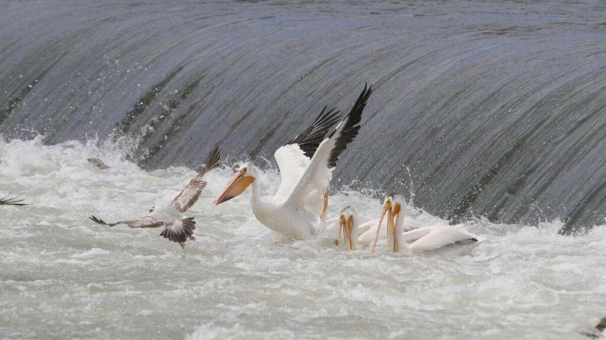 A pelican drives away a gull as the birds looked for lunch at Wanawish Dam on the Yakima River outside Richland.