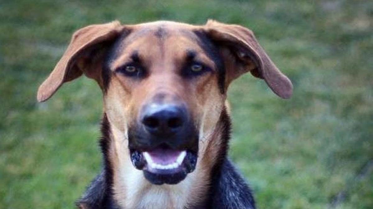 Mikey’s Chance Canine Rescue is looking for a new home for Toby, a two-year-old German Shepherd mix who has had a rough start in life. Toby survived an abusive home and a gunshot wound and needs an understanding “therapy human” to help him recover.