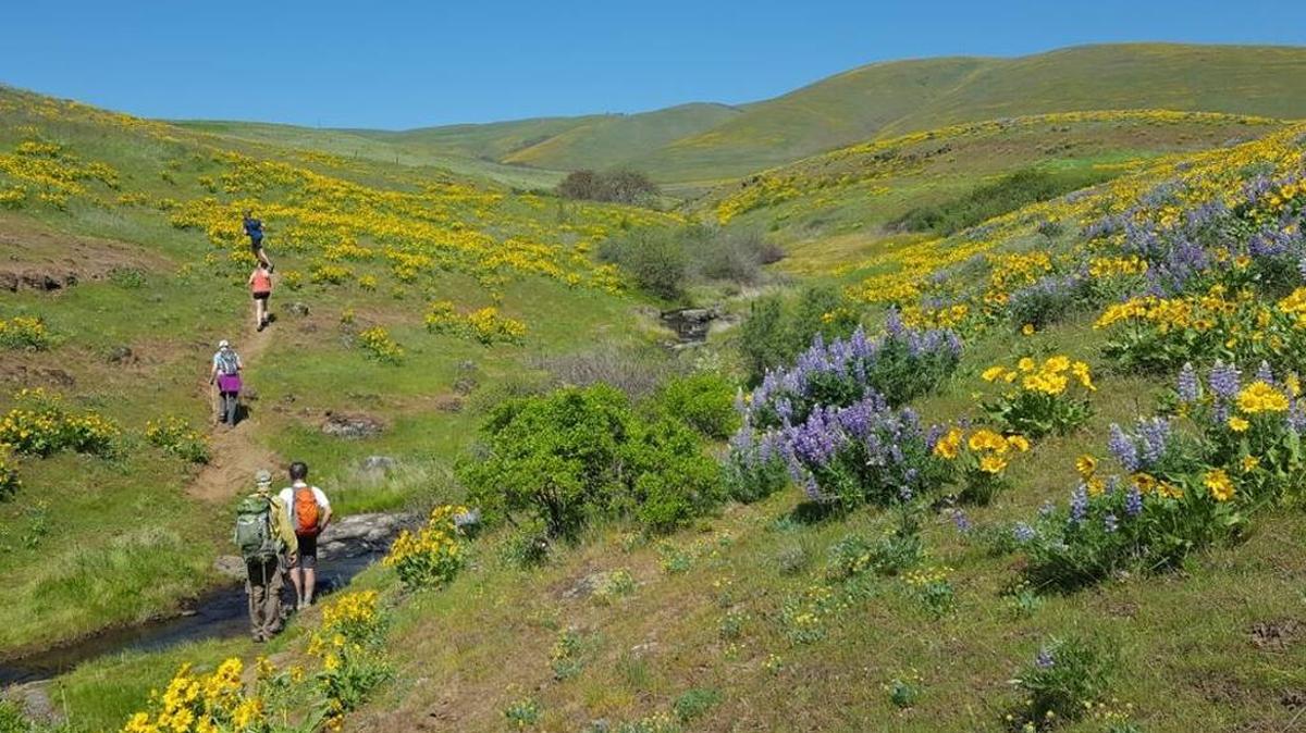 Catherine Creek should be a beautiful wildflower destination this spring. It’s on the north side of the Columbia River in Washington, across from The Dalles, Ore.