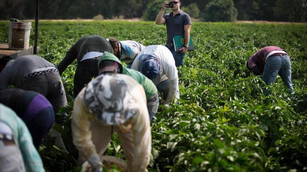 Department of Labor and Industries industrial hygiene consultant Hugo Valdovines takes a picture of employees picking peppers to study their ergonomics at Imperial's Garden during a consultation on Wednesday, Aug. 26, 2015, in Wapato, Wash.