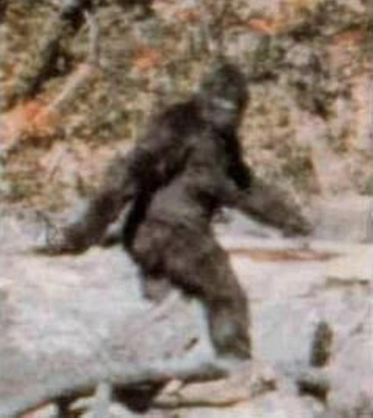 Frame 352 from the Patterson-Gimlin film is alleged to depict a female bigfoot mid-stride.
