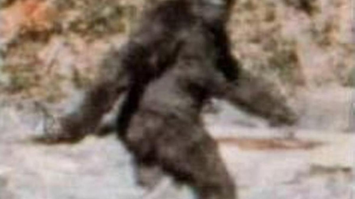 Frame 352 from the Patterson-Gimlin film is alleged to depict a female bigfoot mid-stride.
