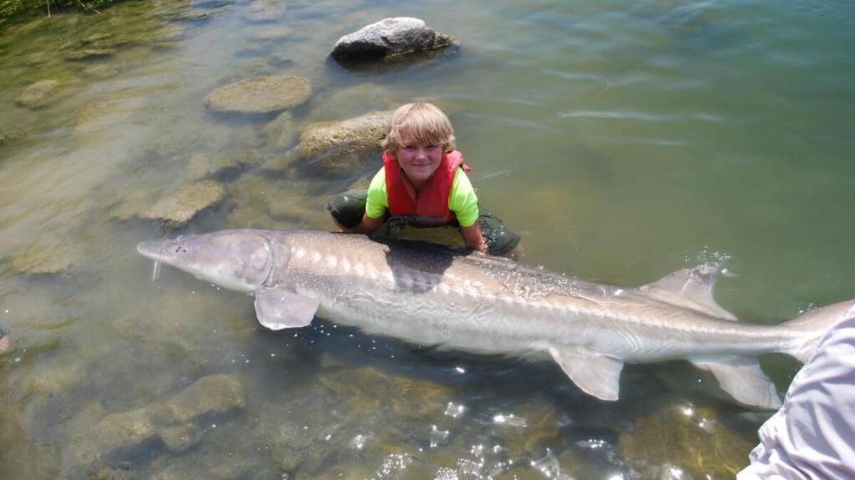 Anglers can keep hatchery sturgeon starting April 29 in the Wanapum and Priest Rapids reservoirs.