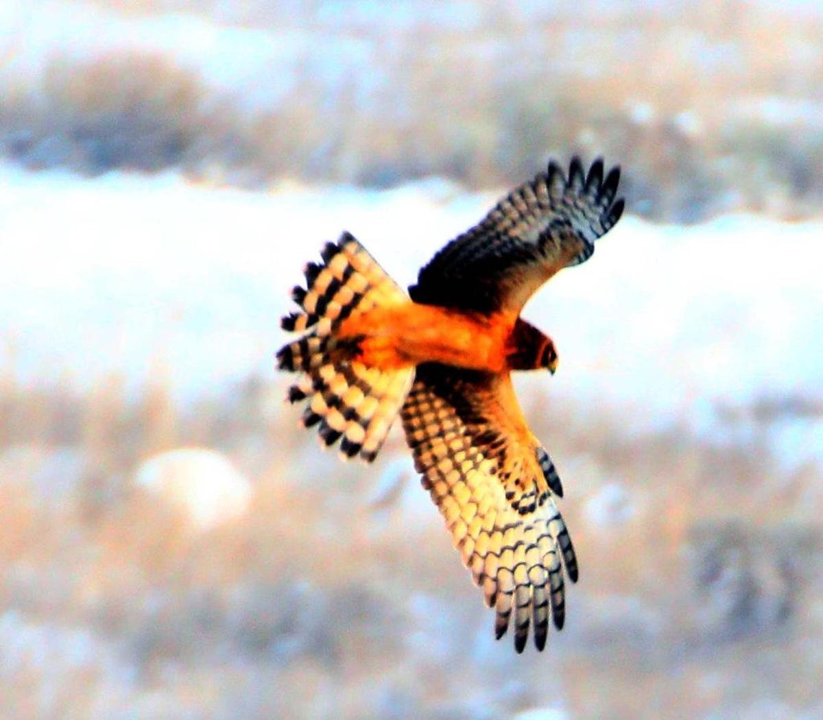 Volunteers often spot northern harriers, a type of hawk, in the Tri-City area Christmas bird count organized by the Lower Columbia Basin Audubon Society.
