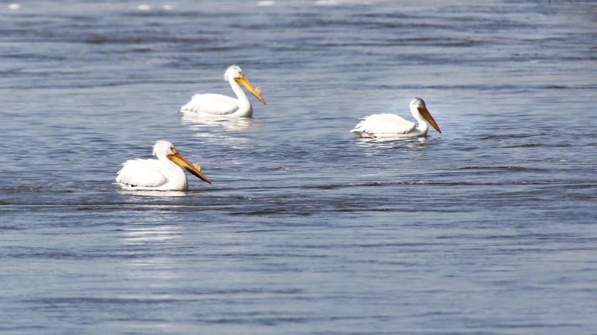 Some white pelicans paddle around in slack water on the Snake River on Monday morning near the end of Martindale Road in Franklin County. Tuesday is expected to be sunny and warm, heating up to the low 80s by Wednesday, according to the National Weather Service.