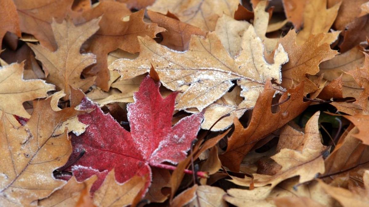 Temperatures could fall below freezing for the first time this autumn in the Tri-Cities early Thursday morning.