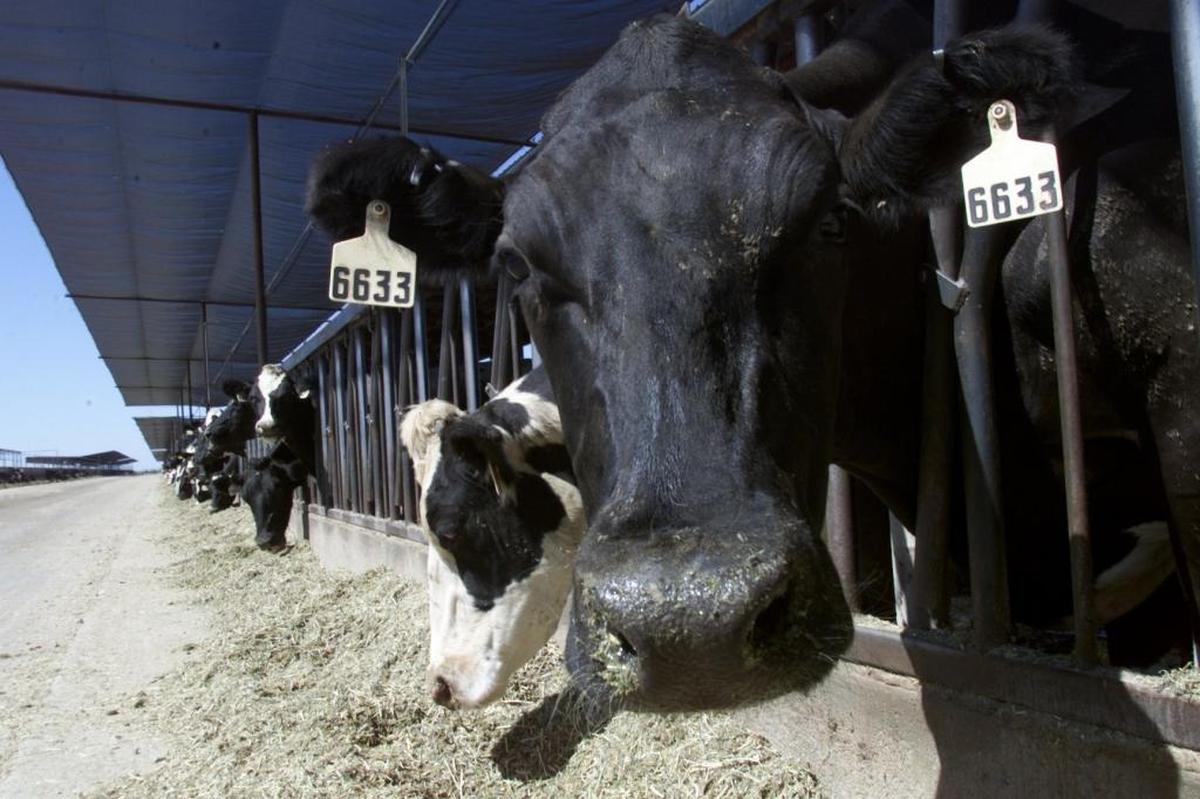 A father and two sons are accused of stealing dairy cows, similar to these Holsteins, from a Mesa dairy farm.