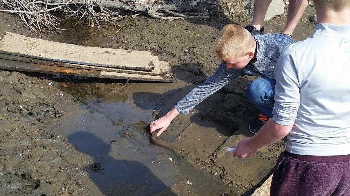 Landon Bailey, 10, of Prosser, investigates a Pacific Lamprey released into a tiny channel leading to the Yakima River during a release event Saturday. The Yakama Nation Fisheries released about 50 adult lampreys in a move to bolster their numbers and educate the public about their cultural and ecological significance to the Pacific Northwest.