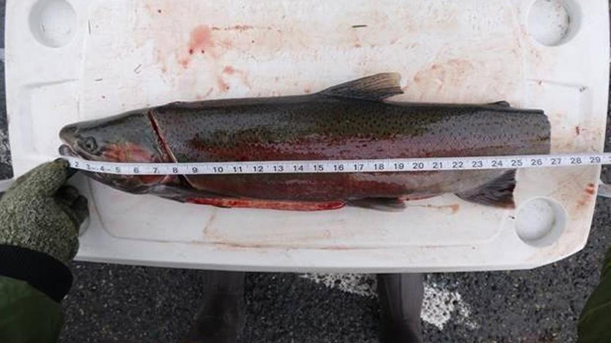This is one way to try to meet the 28-inch maximum size limit for Snake River steelhead. Officers were not fooled.