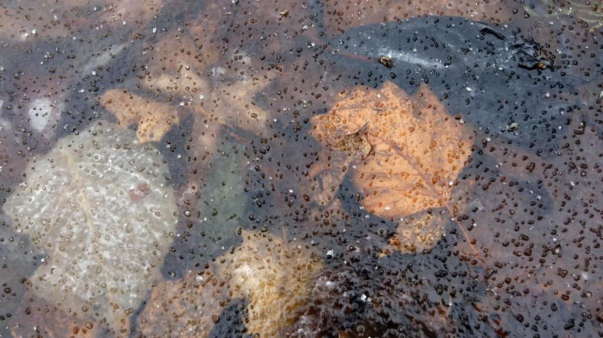 Temperatures are expected to drop to the upper 20s Thursday night through Saturday night, according to the National Weather Service.