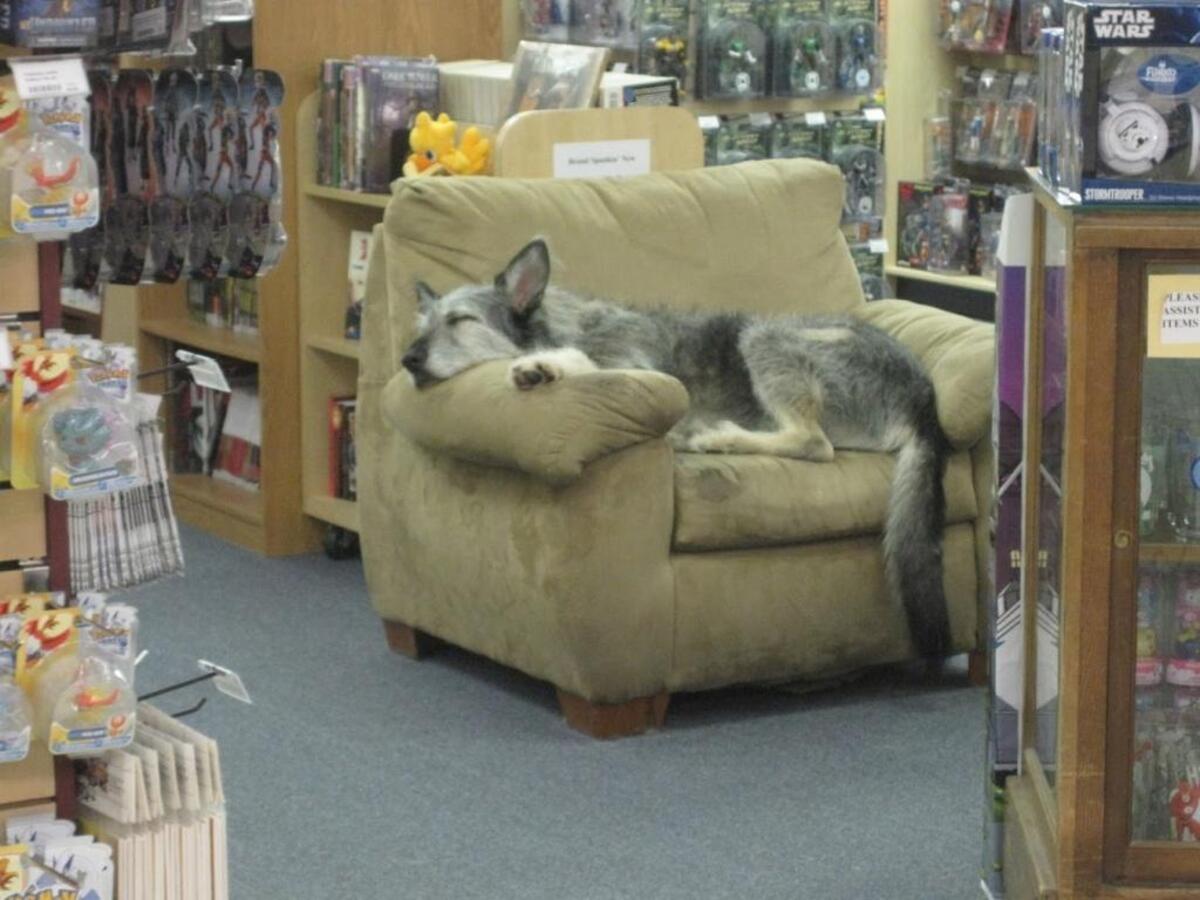 His owner envisioned his pup hanging out in the office or behind the Richland bookstore’s counter, but Charley had his own ideas. He’d leap out into the store, eventually claiming a cozy chair up front as his own.