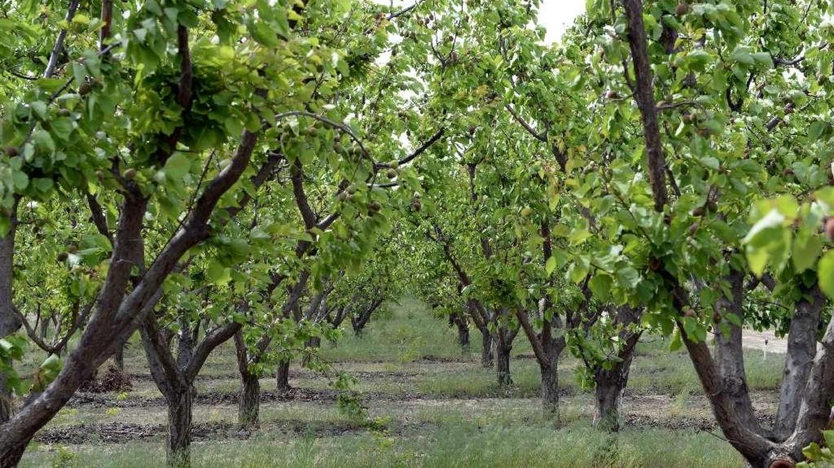 Three Mid-Columbia orchards were accused of illegal burning and fined by the state in the first quarter of this year.