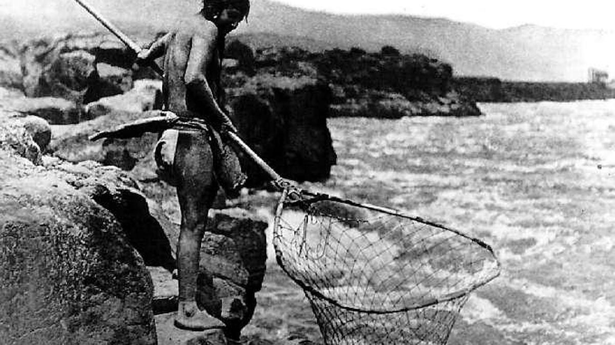 A Native American fisherman dip-nets for salmon in the Mid-Columbia in 1909. Native American tribes, as sovereign nations, have powerful rights to fish in the Columbia River system.