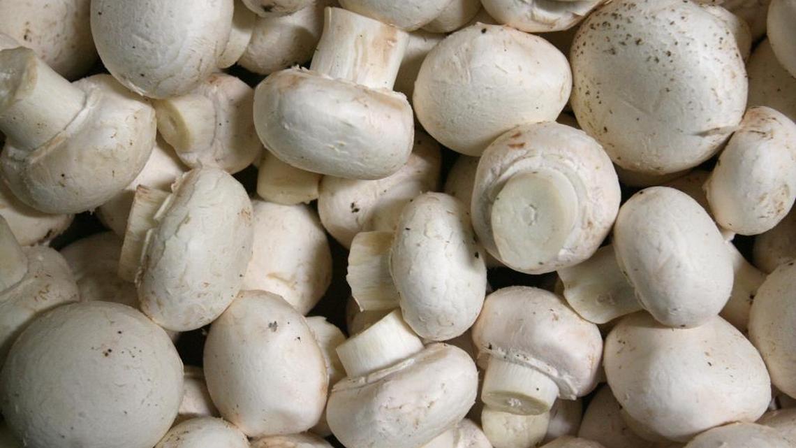 A Washington mushroom company faces a civil rights lawsuits after firing 85% of its female employees. The lawsuit was filed by Washington State Attorney General Bob Ferguson on Aug. 17, 2022.