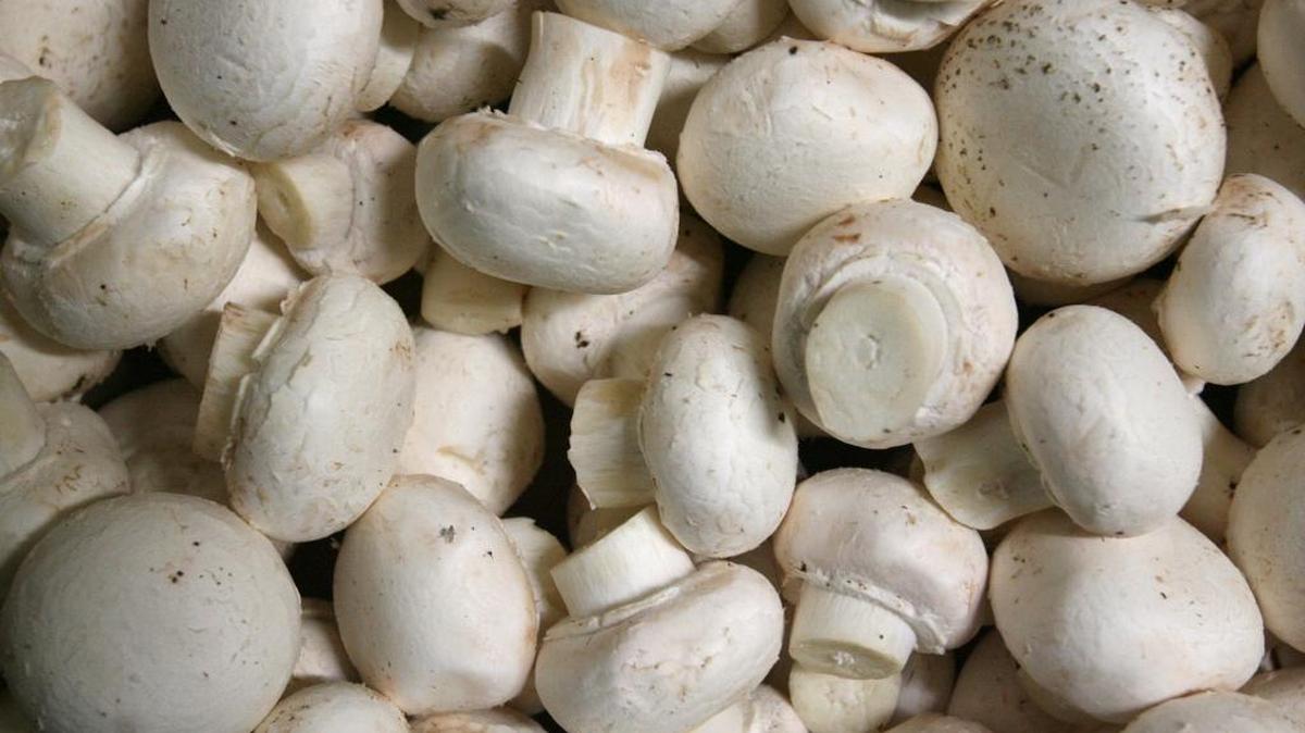 Cut and cleaned White Button mushrooms wait for shipping in 2007 at Ostrom’s in Lacey.