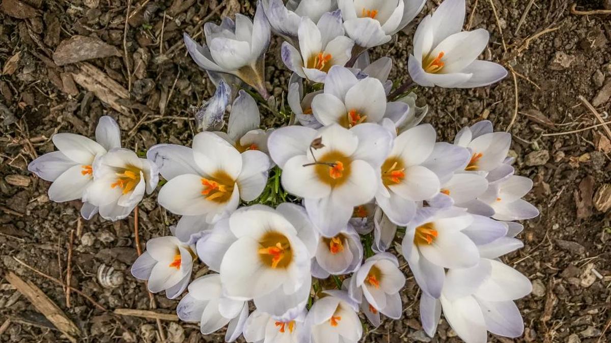 This time of year crocuses will begin pushing up through the soil in Western Washington.