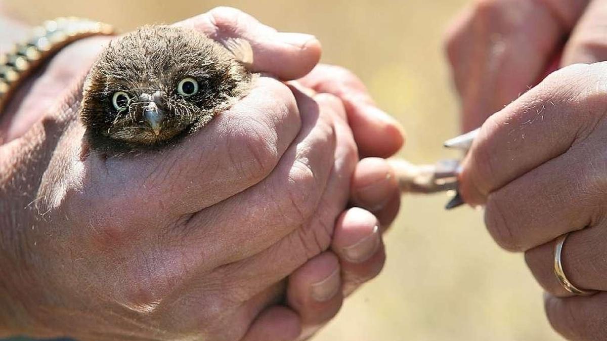 A U.S. Fish and Wildlife Service biologist attaches a band to a baby burrowing owl near Hermiston.