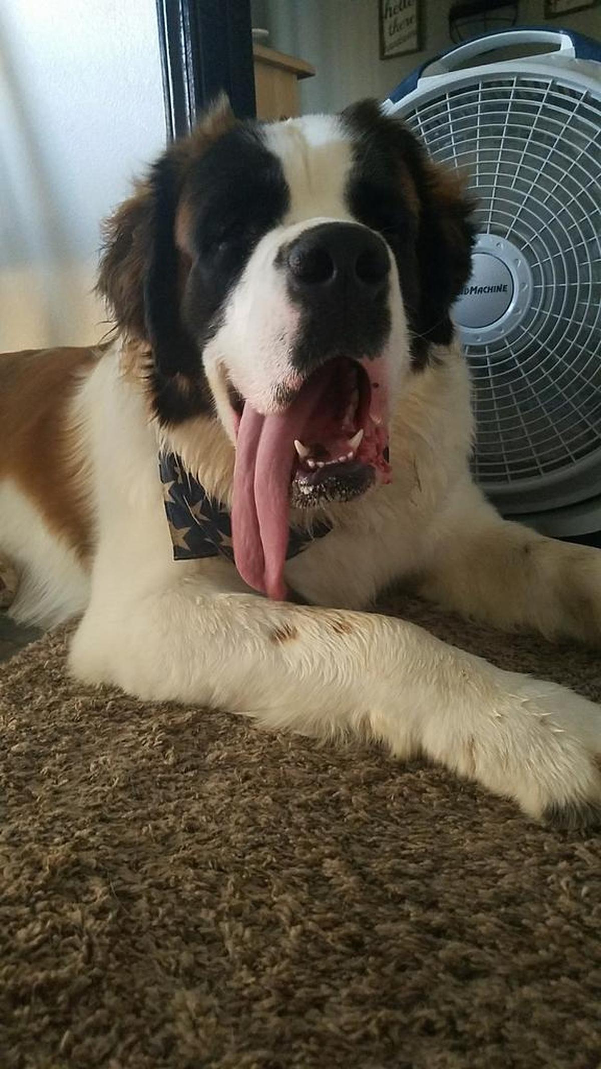 Dogs prefer cooler temperatures.
