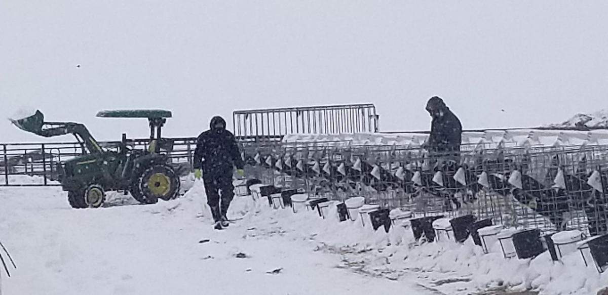 On the morning of the Feb. 9 blizzard, workers at the J & K Dairy in Sunnyside clear snow to get feed to calves at the calf kennels. The blizzard resulted in the deaths of 1,850 dairy cows in dairies in the area. These images were taken by Jason Sheehan, one of the J & K Dairy owners.
