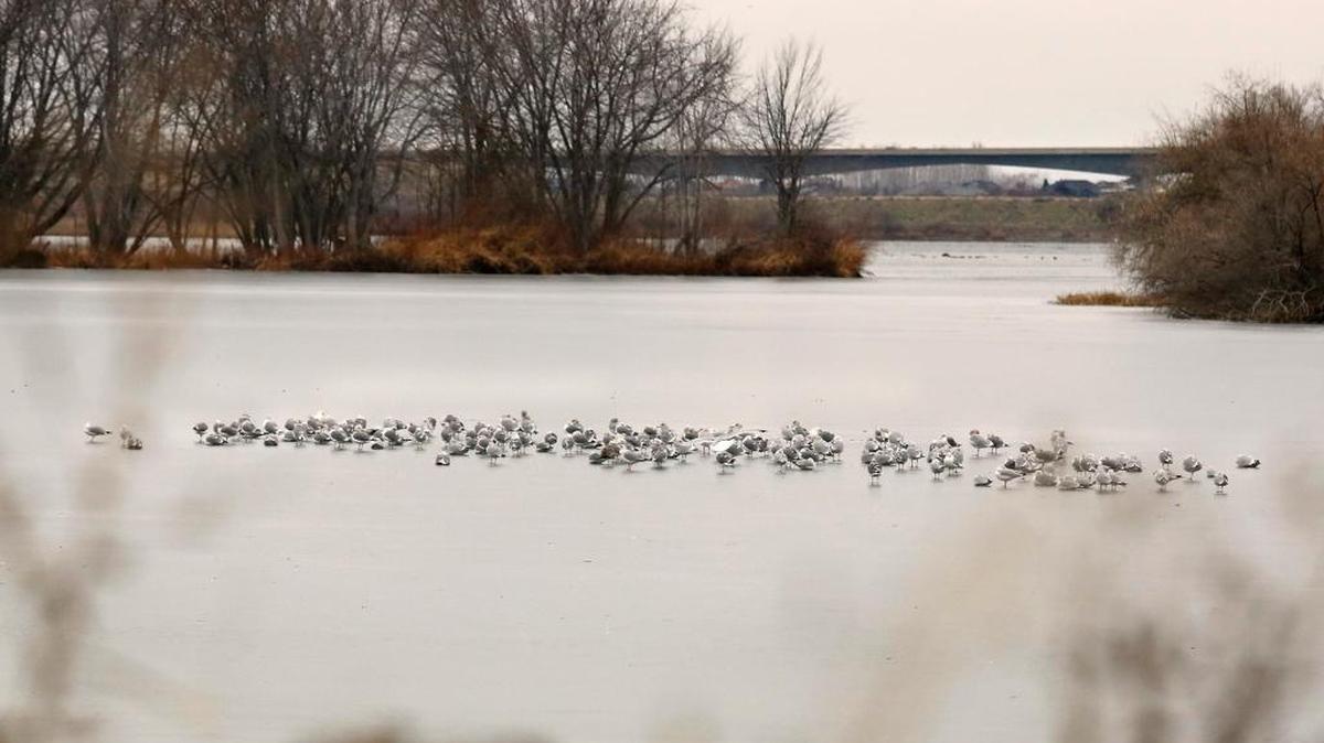 A flock of gulls sit on the ice formed by the recent freezing weather conditions behind Bateman Island in Richland.