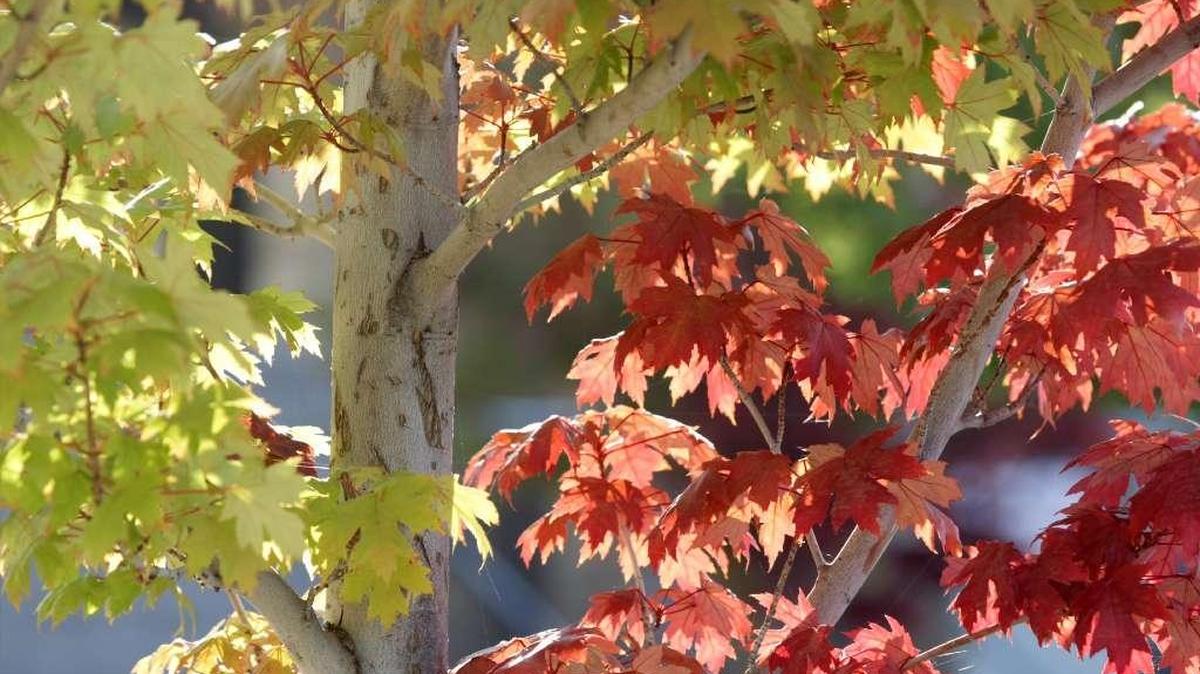 The weather may start to feel a little more like fall starting this weekend in the Tri-Cities