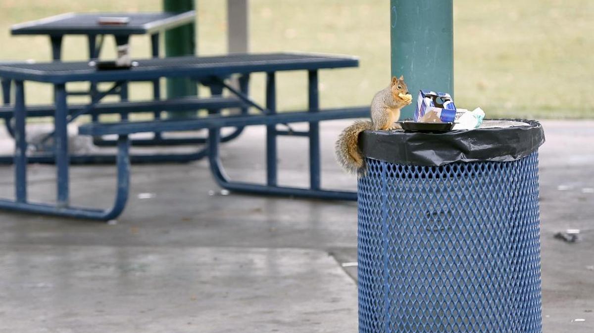 A resourceful and hungry squirrel grabs leftovers from a garbage can for lunch Monday at Keewaydin Park in Kennewick. Several of the small animals appeared to be taking turns feeding from discarded items in the receptacle.